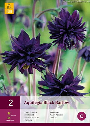 Aquilegia Orlíček Black Barlow  