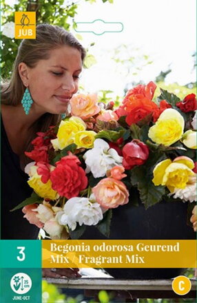 Begonia Cascade odorosa  Fragrant mix  