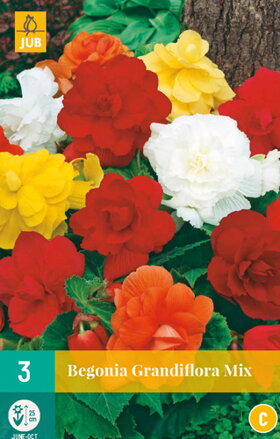 Begónia veľkokvetá zmes farieb  