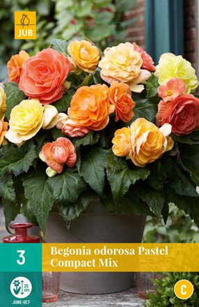 Begónia plnokvetá Pastel Compact 