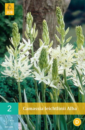 Kamasia - Camassia leichtlinii Alba