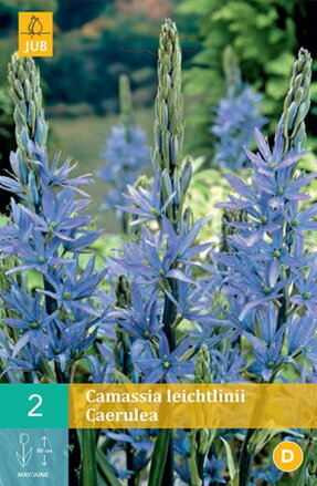 Kamasia - Camassia Caerulea