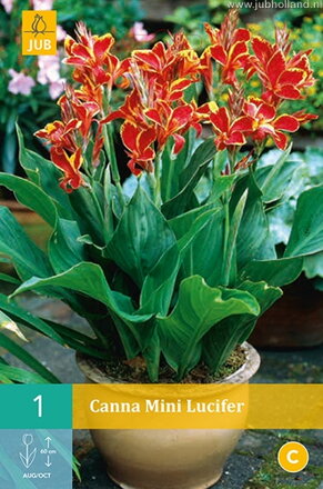 Canna Kana Mini Lucifer