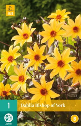 Dália Georgína  Bishop of  York 