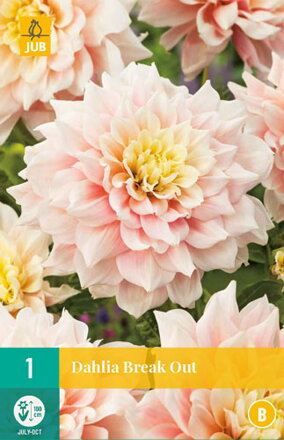 Dália Georgína  Break Out  