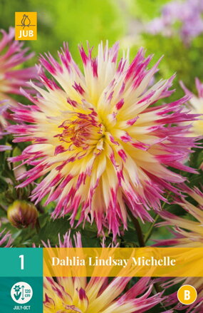 Dália Georgínia Lindsay  Michelle  