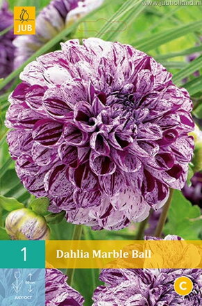 Dália Georgína Marble Ball 