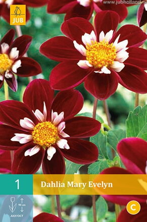 Dália Georgína Mary Evelyn                         