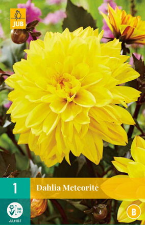 Dália Georgína  Meteorite