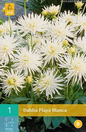 Dália Georgína Playa Blanca 