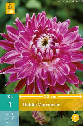 Dália Georgínia Vancouver 