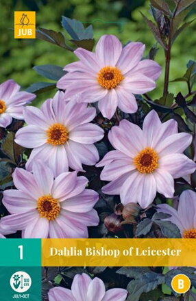 Dália Georgína  Bishop of Leicester 