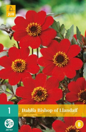 Dália Georgína  Bishop of Llandaff 