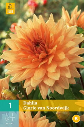 Dália Georgína   Glorie van Noordwijk   