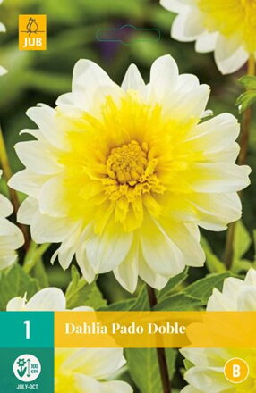 Dália Georgína Paso Doble 