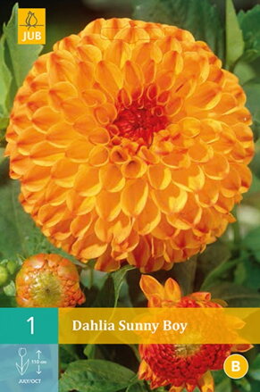 Dália Georgína Sunny Boy  
