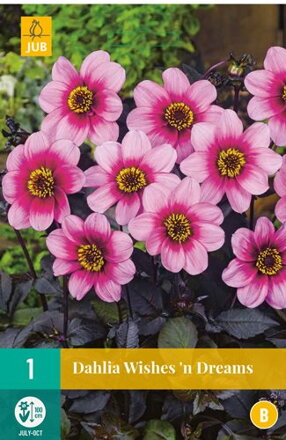 Dália Georgína Wishes ‘n Dreams   