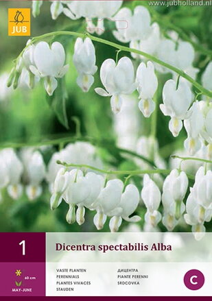 Dicentra spectabilis Srdcovka Alba 