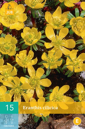 Tavolín - Eranthis cilicica