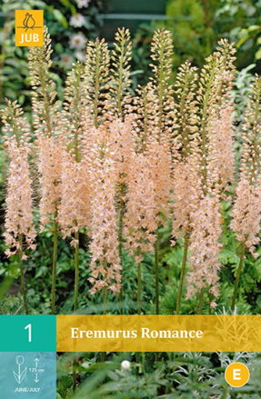 Fakľa – Eremurus Romance 