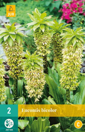 Eucomis bicolor Chocholka 