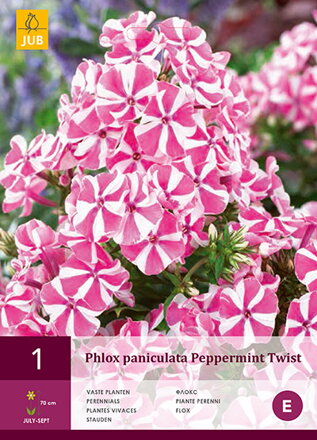 Phlox  paniculata  Flox   Peppermint Twist
