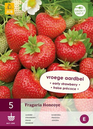 Fragaria Jahody Honeoye voľno korenené sadenice