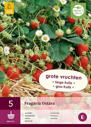 Fragaria Jahody Ostara   voľno korenené sadenice