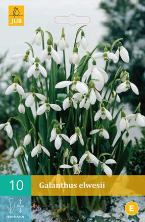 Snežienky - Galanthus elwesii