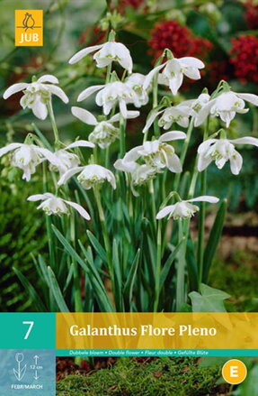 Snežienky - Galanthus nivalis Flore Pleno