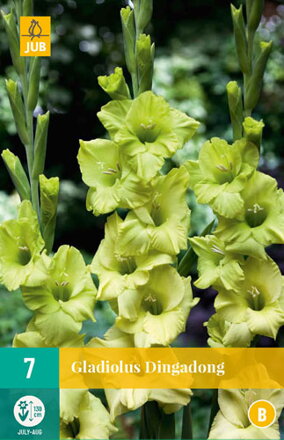 Gladiola veľkokvetá  Dingadong