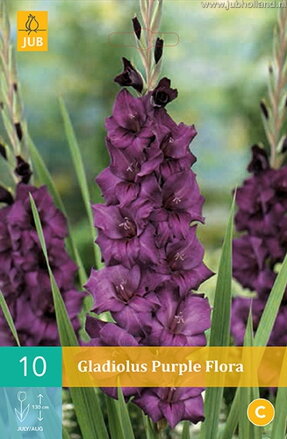 Gladiola veľkokvetá Purple Flora  