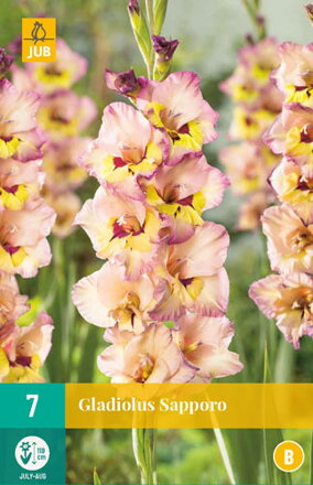 Gladiola veľkokvetá Sapporo  novinka 2023