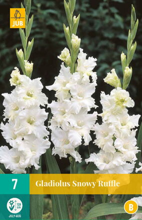 Gladiola veľkokvetá Snowy Ruffle 