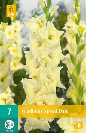 Gladiola veľkokvetá Speed Date 