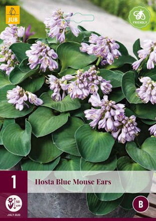 Hosta Funkia Blue Mouse Ears 