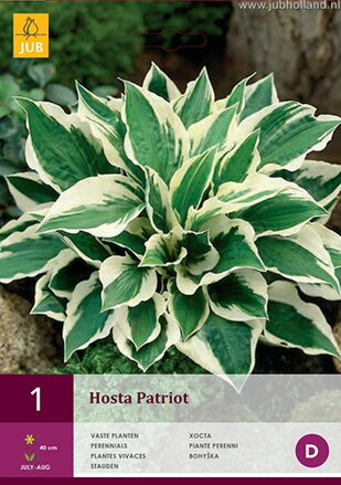 Hosta Funkia Patriot  