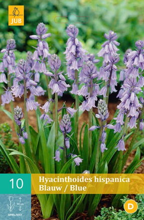 Scila španielska - Hyacinthoides hisp. Blue