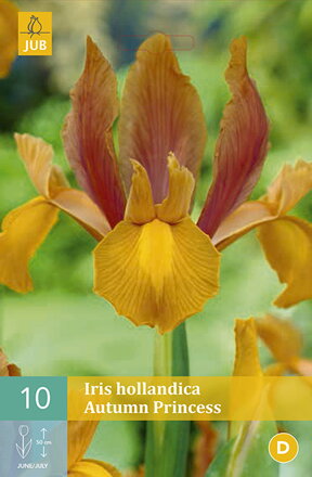 Holandský iris Autumn Princess