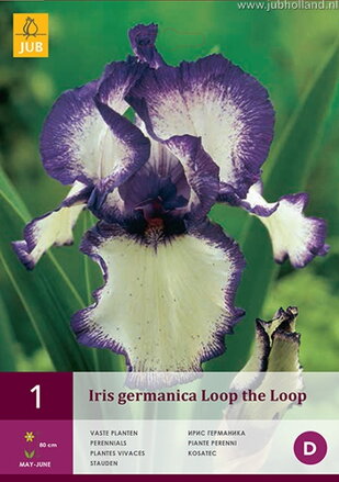 Iris germanica Iris Loop the Loop   