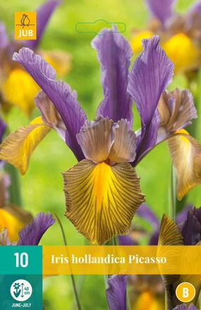 Holandský iris Picasso 