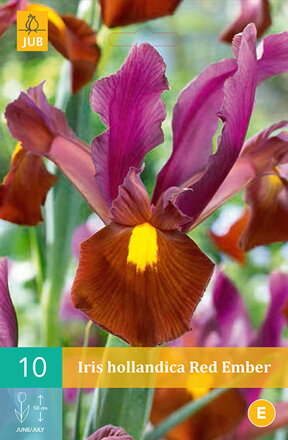 Holandský iris Red Ember