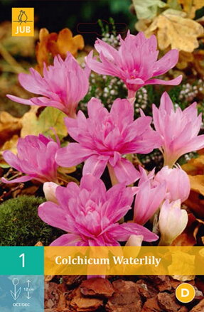 Jesienka Waterlily