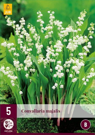 Convallaria Konvalinka Majalis  