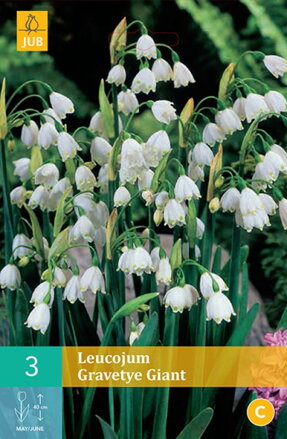 Bleduľa letná - Leucojum aest. Gravetye Giant