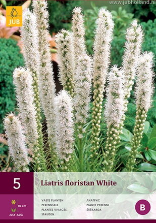 Liatris Liatra Alba