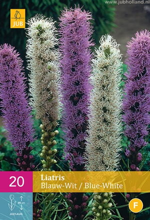 Liatris Liatra zmes farieb  