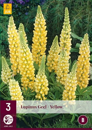 Lupinus Lupina  Cream Yellow  