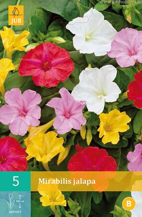 Mirabilis jalapa Nocovka jalapovitá zmes 