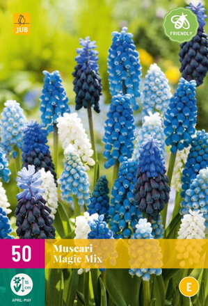 Modrica - Muscari Magic Mix